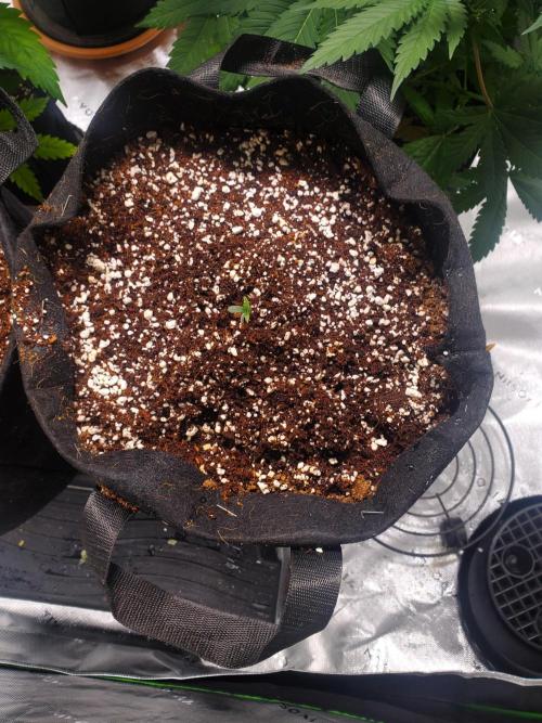 Rainbow Sundae 11 Auto (Mephisto). Week 0 - First Sprout 8/1/26