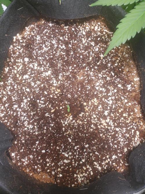 Rainbow Sundae 11 Auto (Mephisto). Week 1 - Second seed two days after removing some coco. Has almost left the ground. 