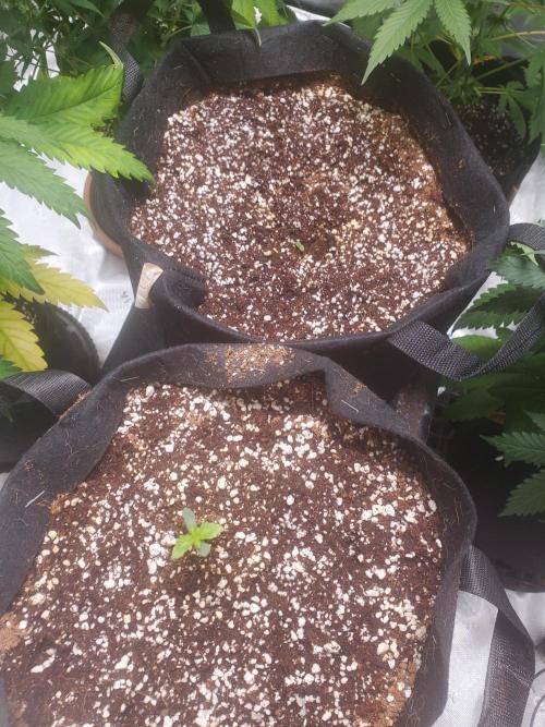 Rainbow Sundae 11 Auto (Mephisto). Week 1 - First Sprout had some issues but is bouncing back.