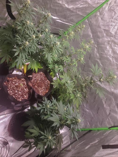 Bruce Banner Photo Canuk Fem (Not Fast). Week 10 - 8/5/26 Family Photo
