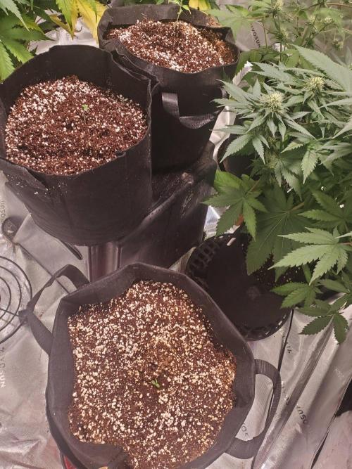 Rainbow Sundae 11 Auto (Mephisto). Week 2 - Raised plants to get them closer to the light