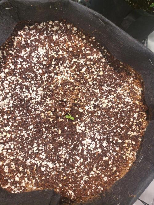 Rainbow Sundae 11 Auto (Mephisto). Week 2 - Second plant grew another set of leaves but remains close to the ground. 