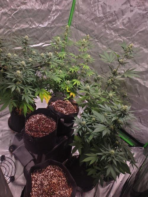 Bruce Banner Photo Canuk Fem (Not Fast). Week 11 - Group Photo 8/10/26
