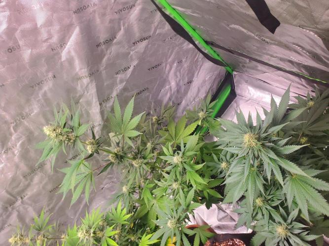 Northern Lights Fast Feminized. Week 10 - Both plants in view growing like nice trees. 