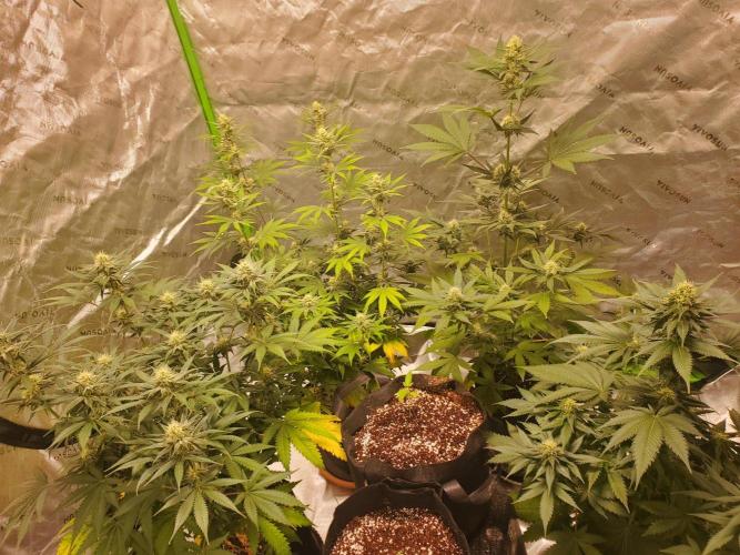 Northern Lights Fast Feminized. Week 10 - Group Photo 8/10/26
