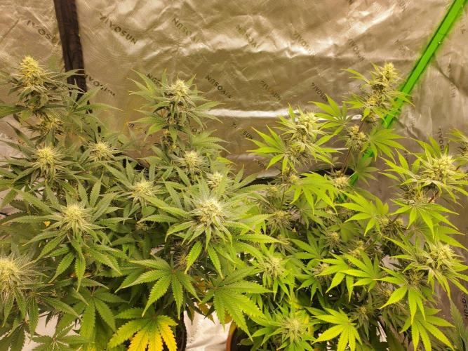 Bruce Banner Fast. Week 13
