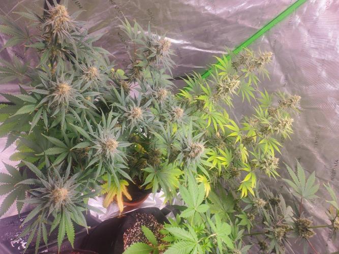 Bruce Banner Photo Canuk Fem (Not Fast). Week 13 - 8.24.26 Closeup Still growing well