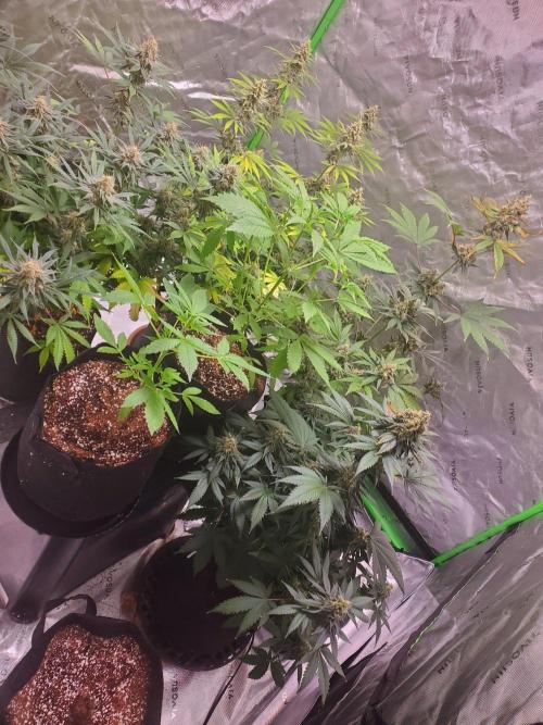 Bruce Banner Fast. Week 14