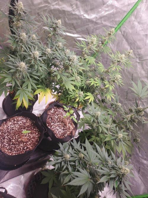 Northern Lights Fast. Week 12