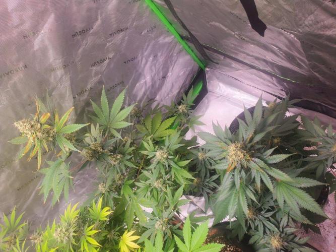 Northern Lights Fast Feminized. Week 12