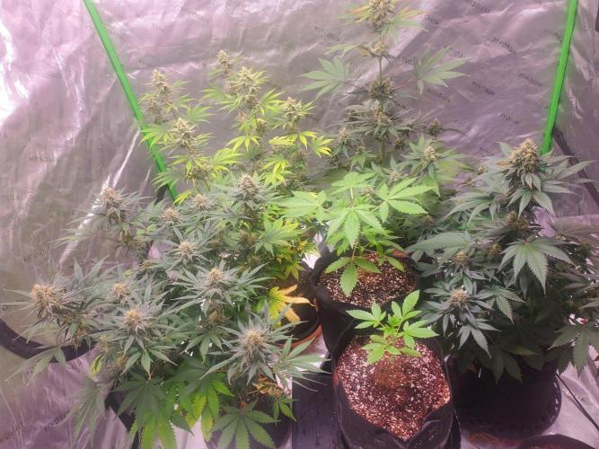 Northern Lights Fast Feminized. Week 12