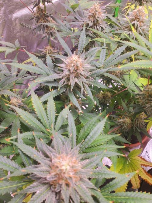 Northern Lights Fast Feminized. Week 13 - 8/30/26