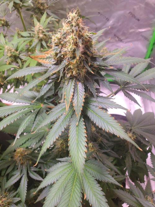Northern Lights Fast Feminized. Week 13 - 8/30/26