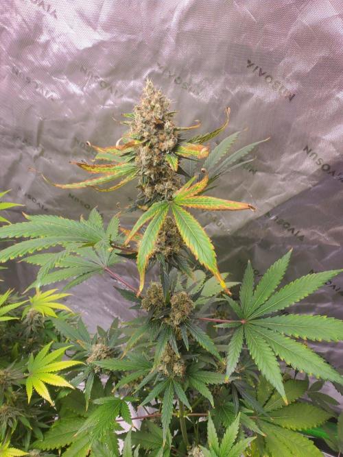 Northern Lights Fast Feminized. Week 13 - 8/30/26