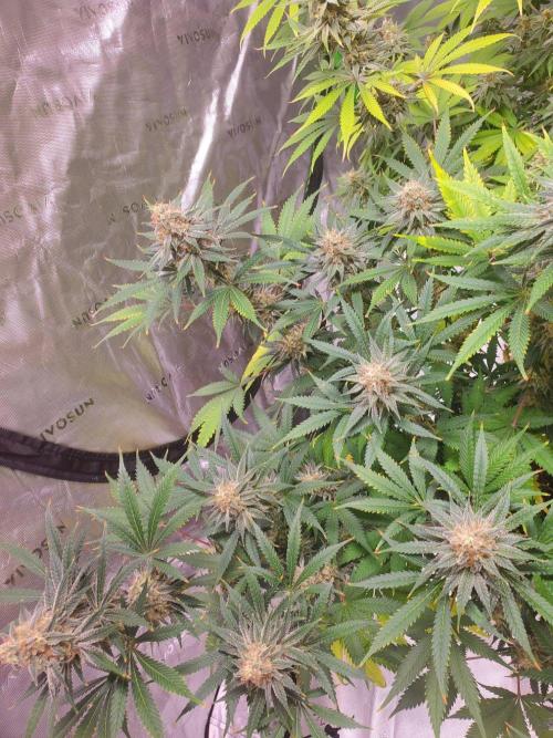 Northern Lights Fast Feminized. Week 13 - 8/30/26