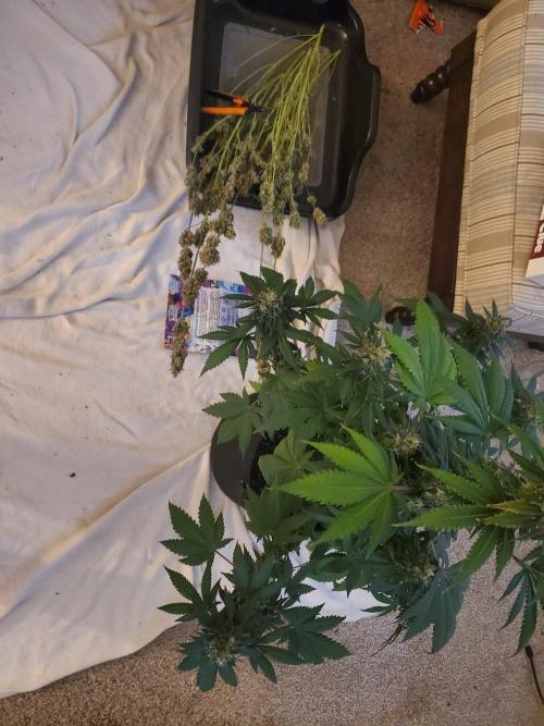 Northern Lights Fast Feminized. Week 14 - 9.12.26 Harvesting and trimming