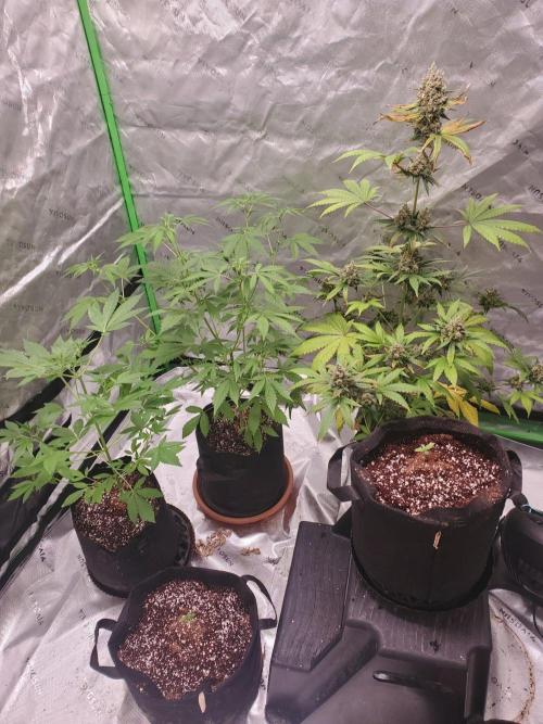 Northern Lights Fast Feminized. Week 14 - 9/10/26 Last group shot