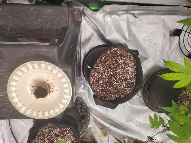 Sour Liver X Livers BX9 Auto. Week 0 - 9/30/26 First seed fully sprouted