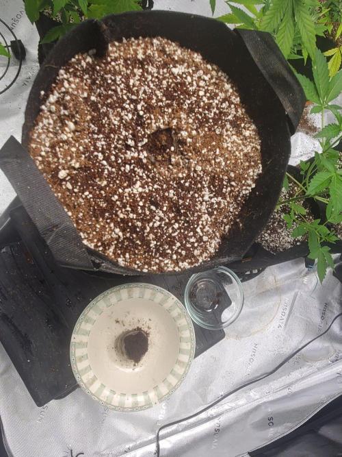 Sour Liver X Livers BX9 Auto. Week 0 - 9/28/26 Second seed Germinated and first seed sprouting. 