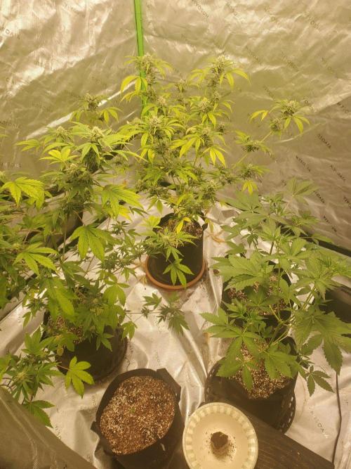 Sour Liver X Livers BX9 Auto. Week 0 - 10/1/26 Group Photo