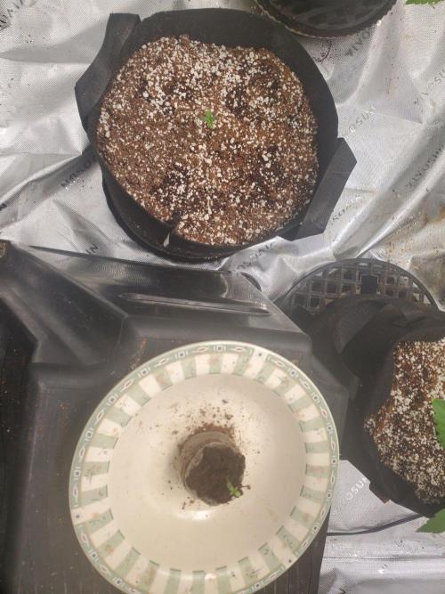 Sour Liver X Livers BX9 Auto. Week 0 - 10/1/26 Second seed sprouted
