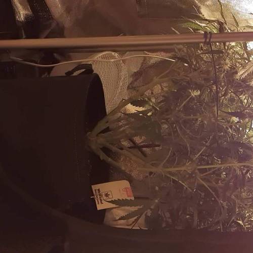 White Diesel Haze auto 1st grow