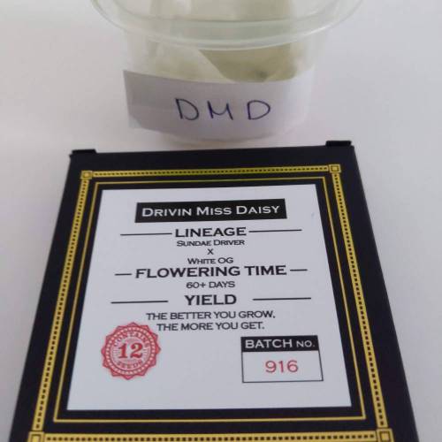 Driving Miss Daisy reg's by Swamp Boys. Week 0 - Paper towel method in food container to maintain moisture