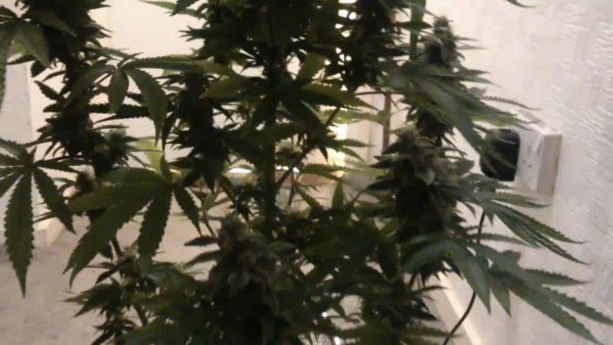 American Pie - Pyramid Seeds