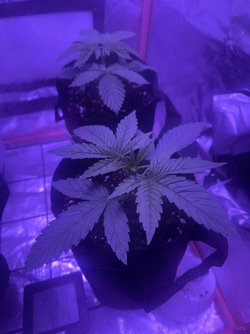 Black Cherry Gushers. Week 2