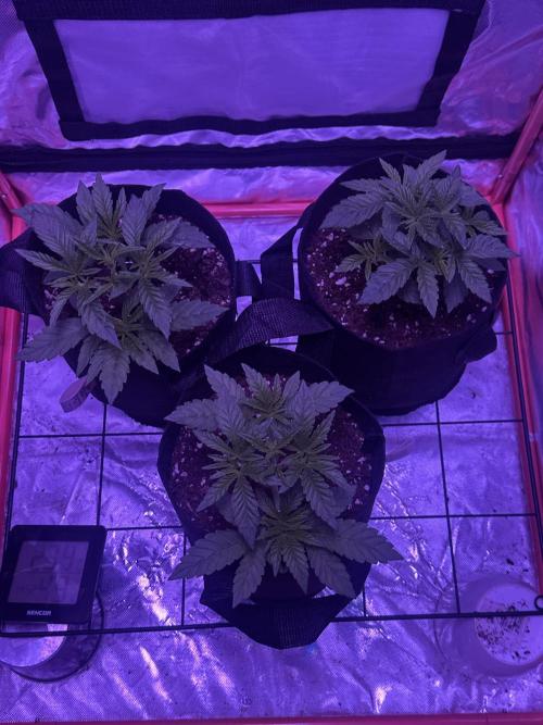 Black Cherry Gushers. Week 4