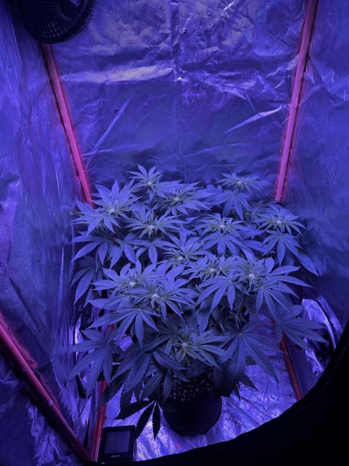 Black Cherry Gushers. Week 8