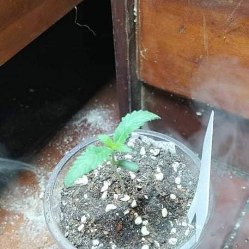 Handgrow1. Week 0 - Og kush