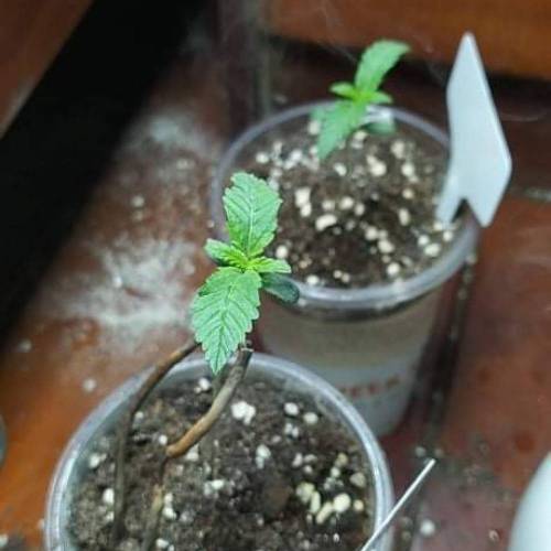 Handgrow1. Week 0 - Grand daddy Purple