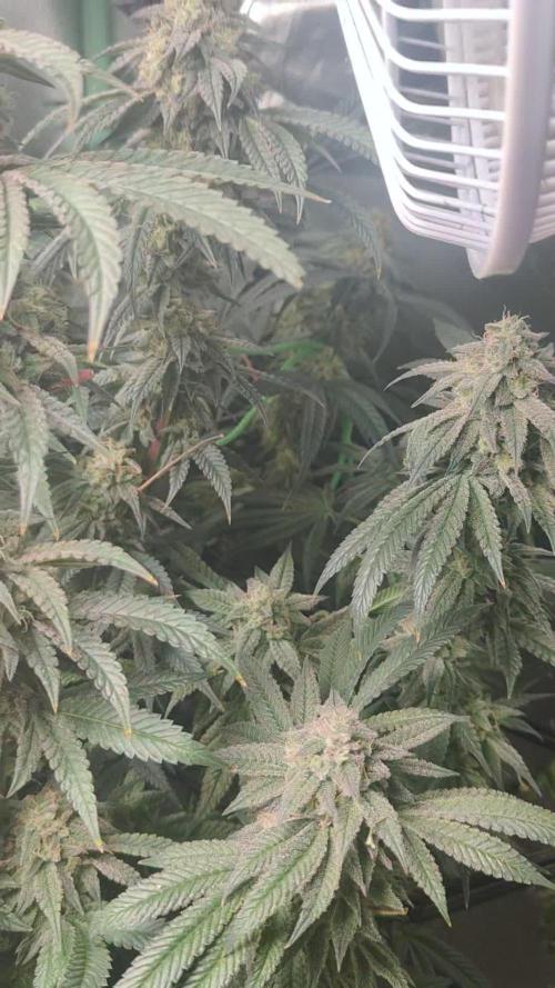 Monsterplants 16w veg