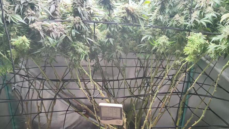 Monsterplants 16w veg