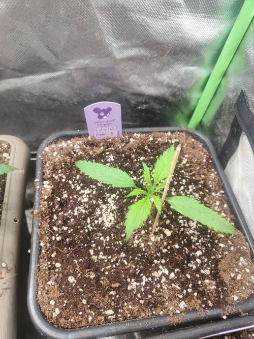Auraaa. Week 2
