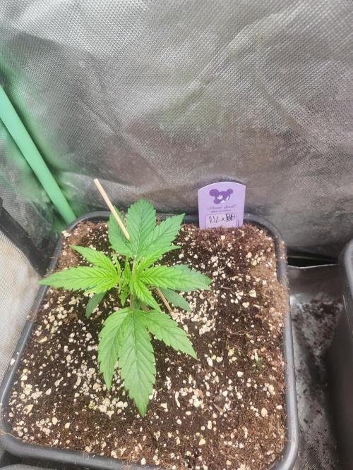 Auraaa. Week 2