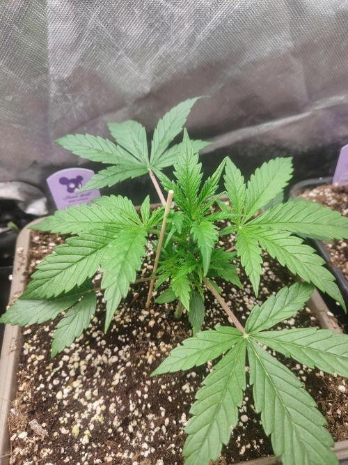 Auraaa. Week 2