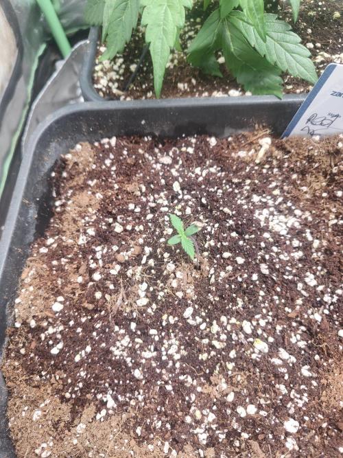 Auraaa. Week 3