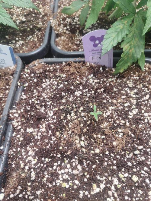 Auraaa. Week 3