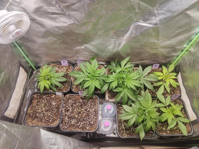Auraaa. Week 3