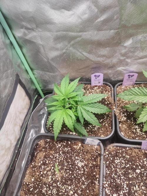 Auraaa. Week 3
