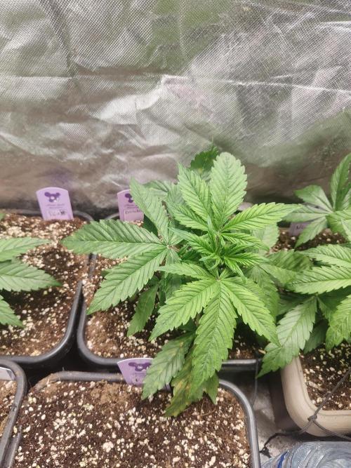Auraaa. Week 3