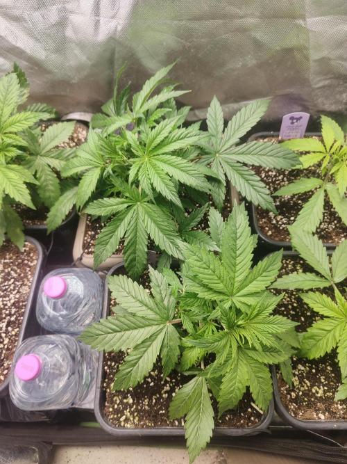 Auraaa. Week 3