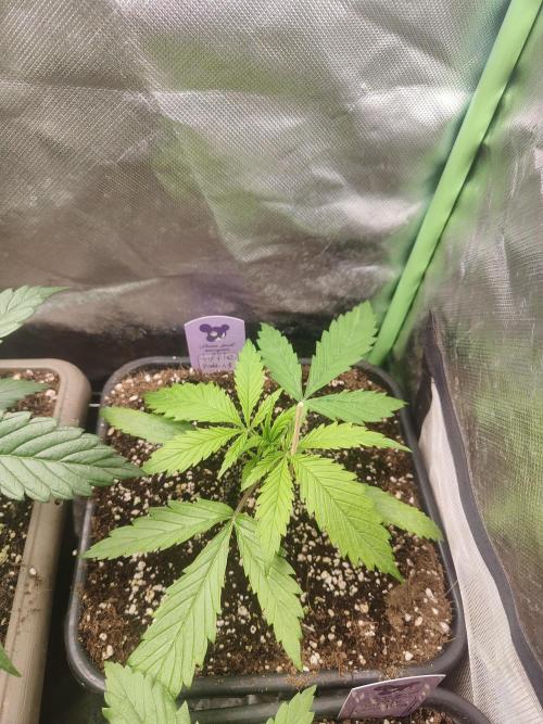 Auraaa. Week 3
