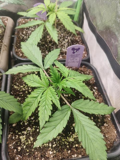 Auraaa. Week 3