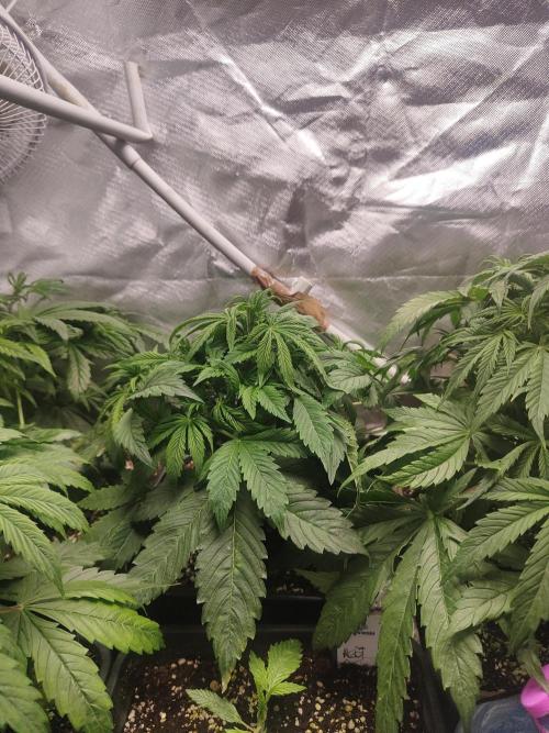 Auraaa. Week 4