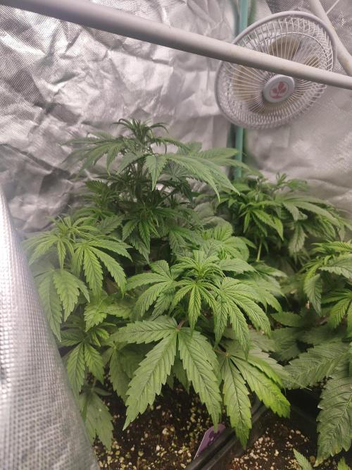 Auraaa. Week 4