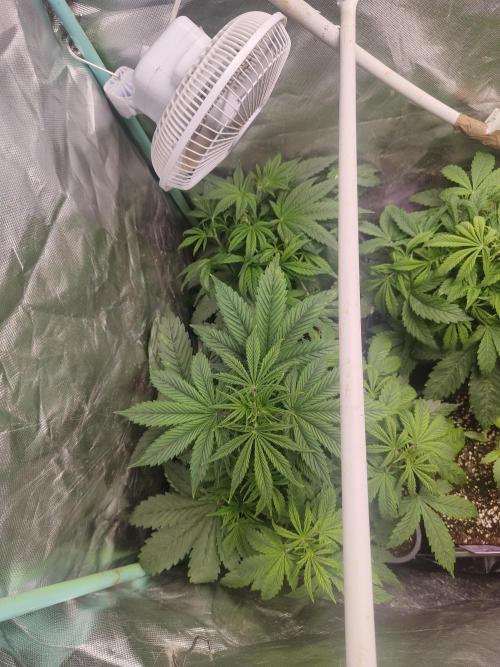 Auraaa. Week 4