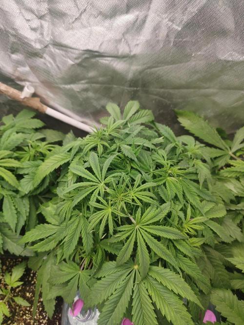 Auraaa. Week 4